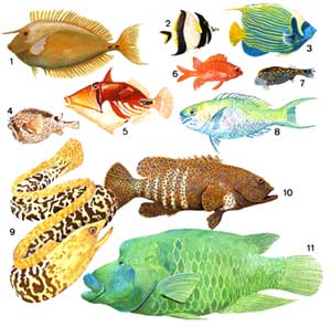 poissons en polynésie